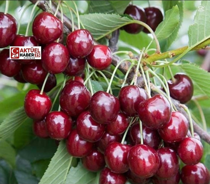 Manisa’da 2026 yılının ilk kiraz hasadı yapıldı.