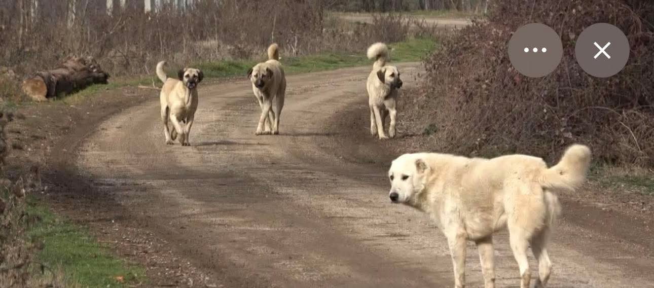 Kütahya’da hayvanları koruma yasası kapsamında dikkat çeken bir uygulama