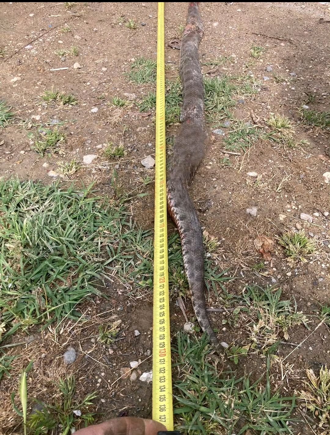 Baskil’de Dev Yılan Paniği! Mezrada Yakalanan Yılan Korku Yarattı