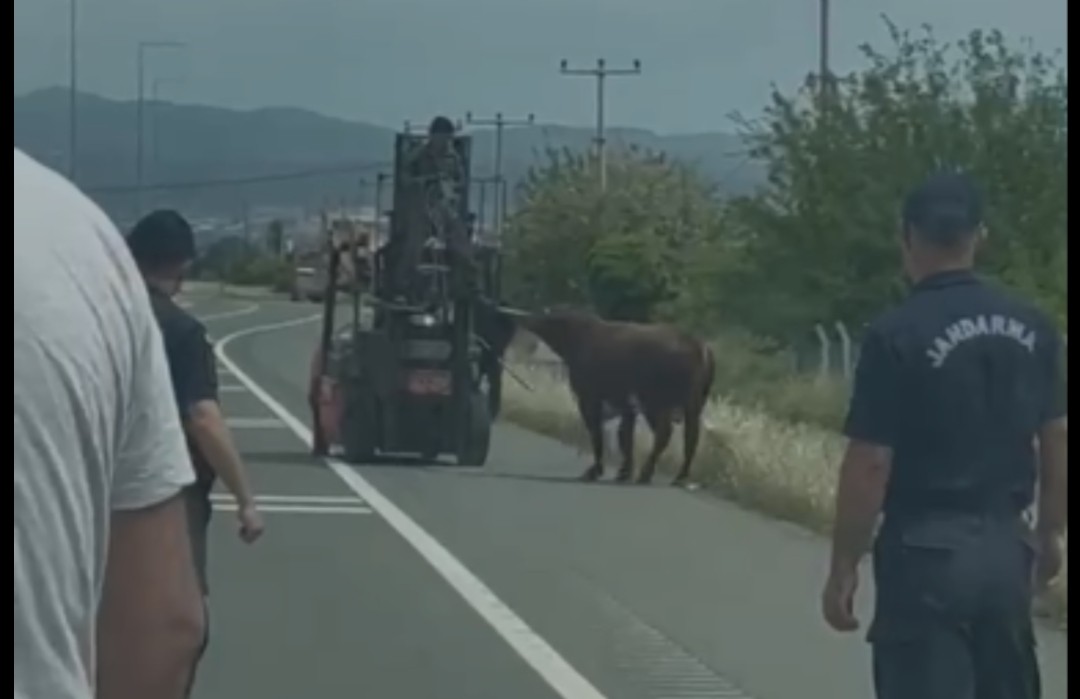 Kaçan Boğa Trafiği Aksattı, Jandarma Seferber Oldu
