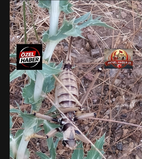 Keban’da Dev Çekirge Şaşkınlığı! İnsan Eli Büyüklüğündeki Böcek Sosyal Medyada Gündem Oldu”