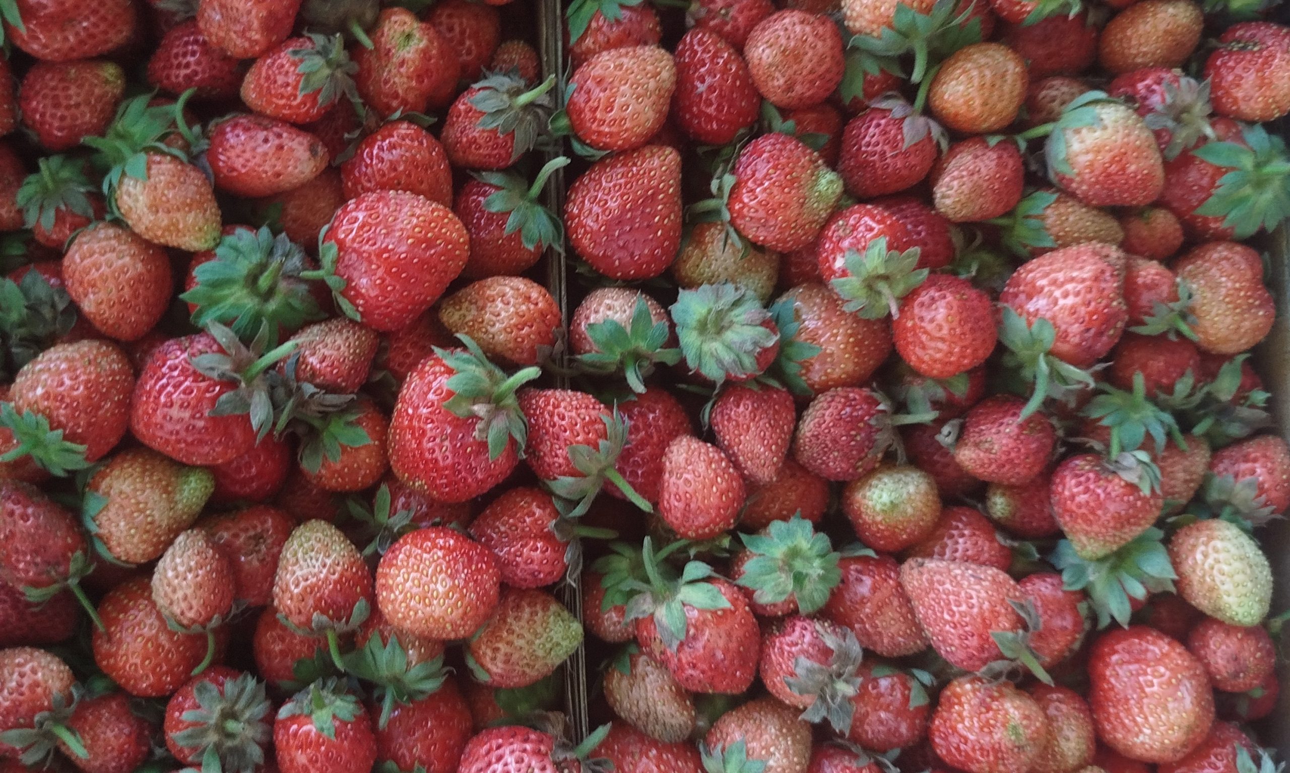 🍓 Elazığ’da Yerli Çilek Tezgâhlardaki Yerini Aldı! Mis Kokusuyla Yazın Habercisi Oldu