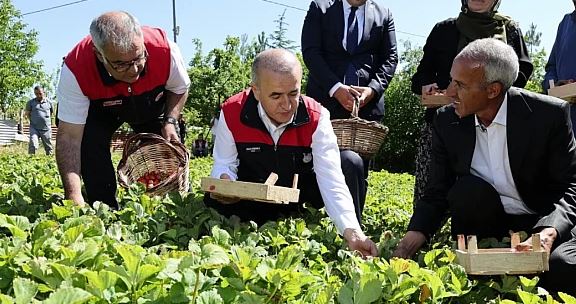 VALİ HATİPOĞLU, ÇİLEK HASATINA KATILDI…