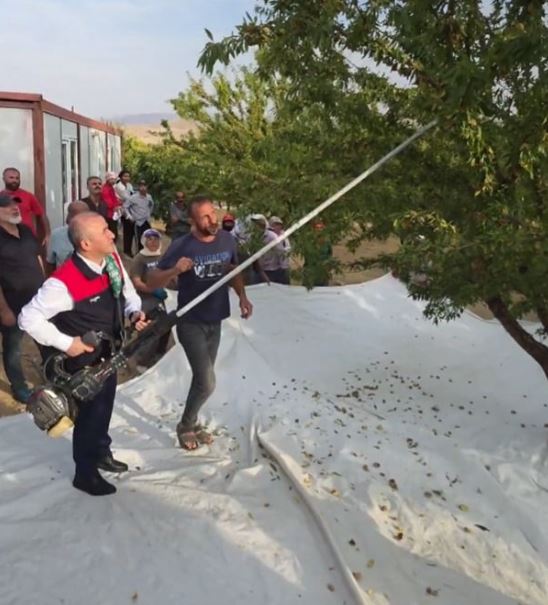 VALİ HATİPOĞLU; BADEM HASAT ETTİ